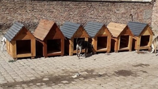 Un refugio con más de 60 perros callejeros recibió cuchas fabricadas por personas privadas de libertad