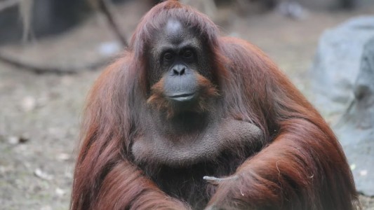 La orangutana Sandra será trasladada a Estados Unidos