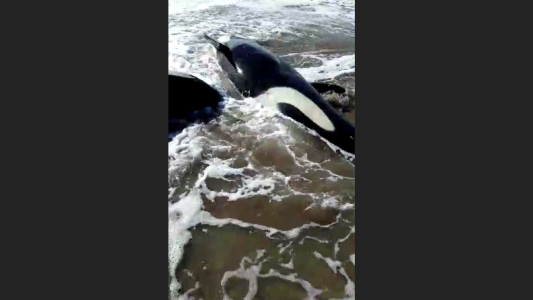 Aparecieron siete orcas encalladas en Mar Chiquita