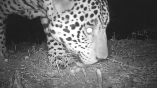 Con una hembra como señuelo, buscan atrapar al yaguareté filmado en El Impenetrable