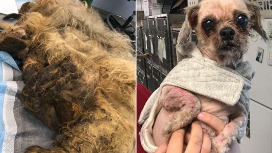 Impactante rescate de una perrita abandonada a punto de morir