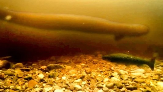 Lago Ness: nuevo video refuerza la última hipótesis sobre el "monstruo"