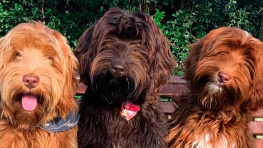 La historia de la raza de perros "labradoodle", el "Frankstein de las raza de diseño