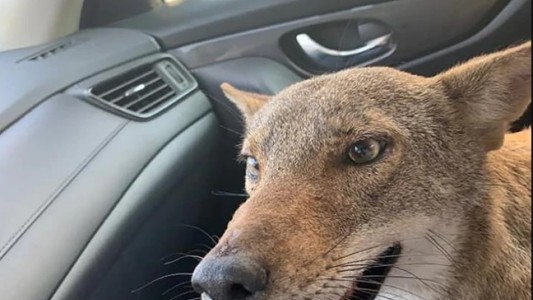Creyó que había rescatado a un perro herido pero era un coyote salvaje