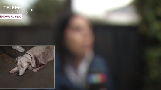 Roca, la heroína: una perra dogo salvó a su familia de una entradera