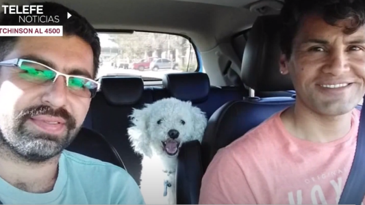 Los perros de raza, un botín para los delincuentes: sus dueños buscan a Hachi