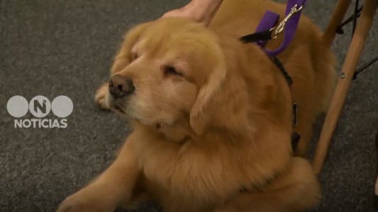 Mejor amigo: Titán acompañará a menores de edad que declaren en Cámara Gesell