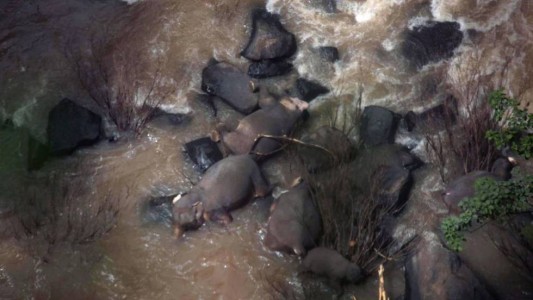Once elefantes murieron al caer en "el abismo del infierno"