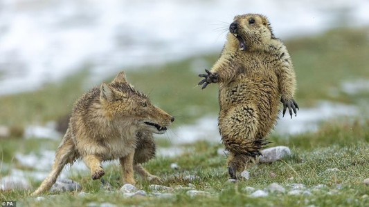 La impresionante foto de una zorra y una marmota que ganó como mejor captura del año