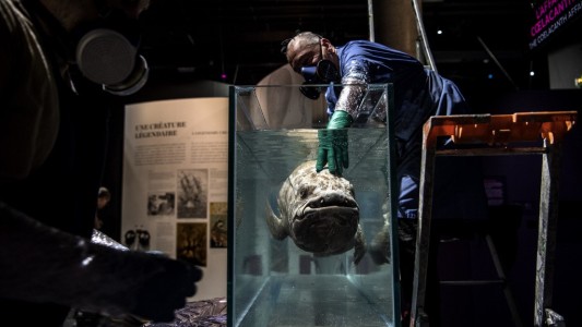 Estudio denuncia la sobrerrepresentación de animales machos en los museos