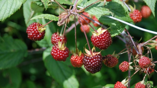 Una pareja ató y torturó a un nene de 10 años por sacar moras de un árbol