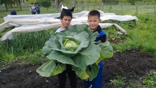 Alumnos de una escuela entrerriana cosecharon un repollo gigante