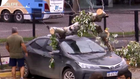 Un árbol se desplomó sobre un auto en el estacionamiento de la Terminal de Ómnibus