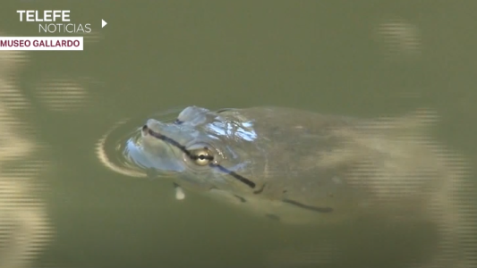 Realizan un relevamiento de las tortugas que habitan el lago del Parque Independencia