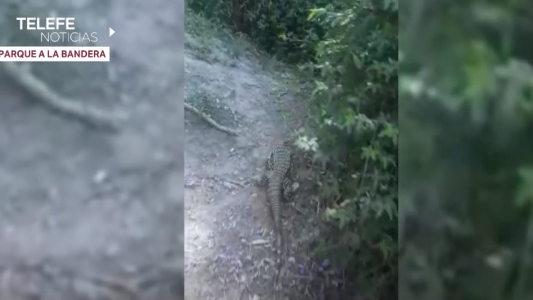 Un lagarto overo salió a pasear por avenida Pellegrini
