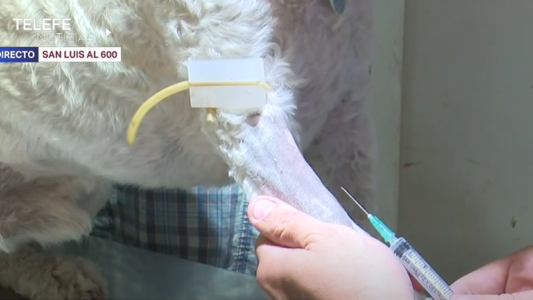 Impulsan la donación al banco de sangre para mascotas de Roldán