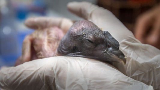 Córdoba: nació el primer cóndor en cautiverio