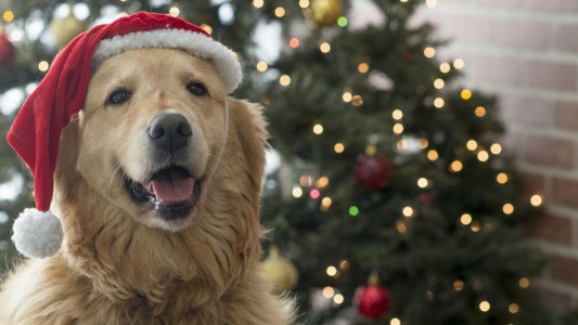 Los 5 mejores regalos de Navidad para tu perro