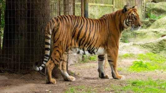 Trasladan a una tigresa que vivía en el bioparque de La Plata a un santuario de Sudáfrica