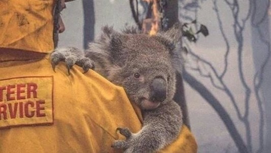 Los incendios en Australia ya mataron a la mitad de la población de koalas