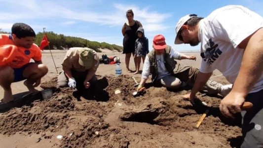 Restos fósiles en la playa de Monte Hermoso: el hallazgo de una familia en vacaciones