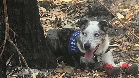 La historia de "Oso", el perro que salva koalas del fuego en Australia