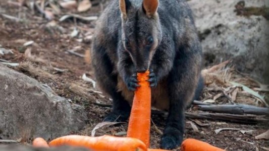 Incendios en Australia: lanzan verduras desde helicópteros para alimentar a los animales
