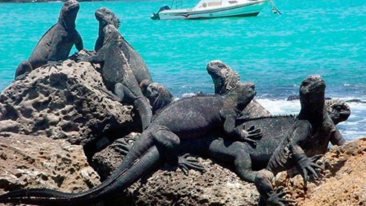 Galápagos: un incendio pone en peligro el hábitat de varias especies en vías de extinción