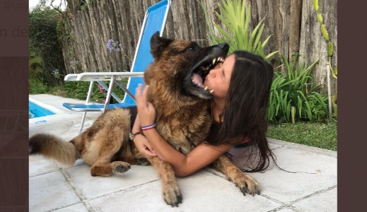 Quiso hacer una sesión de fotos con un perro y terminó de la peor manera