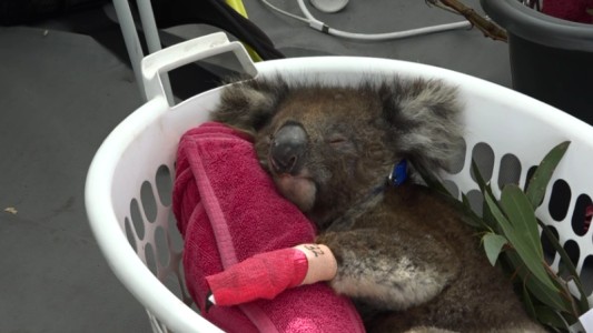 Australia: improvisan un hospital para salvar koalas heridos por los incendios