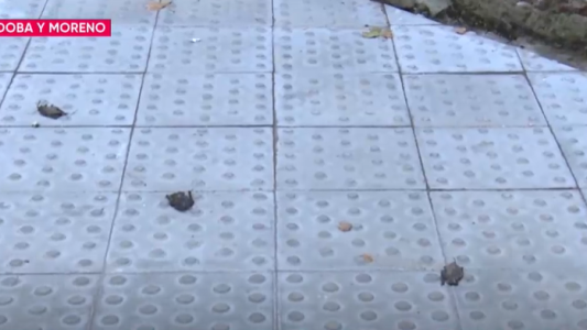 Hallan una veintena de ejemplares de murciélagos muertos en la vereda