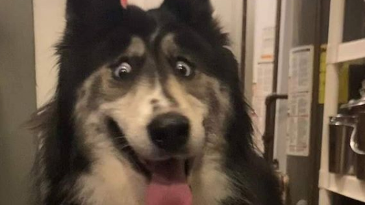 La historia de la perra que se volvió viral por su extraña mirada
