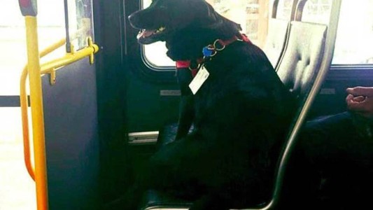 La historia de Eclipse, la perra que viaja sola en colectivo para ir a jugar al parque