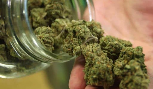 Científicos del Conicet evaluarán la calidad del cannabis medicinal