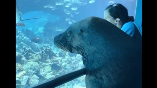 Del otro lado del vidrio: un león marino pasea por un acuario vacío durante la cuarentena