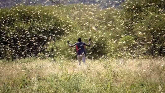 África: una plaga de langostas pone a 42 millones de personas en situación de inseguridad alimentaria