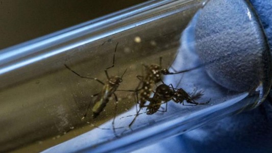 Se registraron más de 43 mil casos de dengue en Argentina en la última temporada