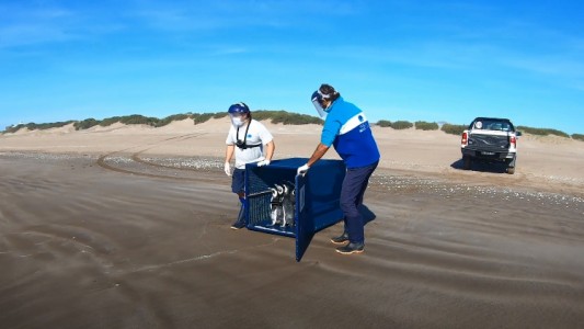 Diez pingüinos "rompieron" la cuarentena y regresaron al mar