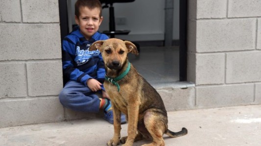 Más de veinte mascotas fueron adoptadas durante la cuarentena