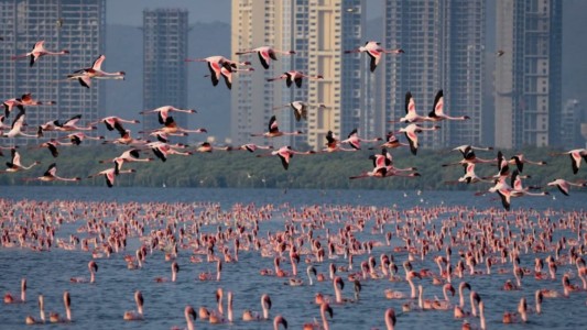 El lado b de la cuarentena: una "alfombra rosa" de flamencos cubrió un lago de la India