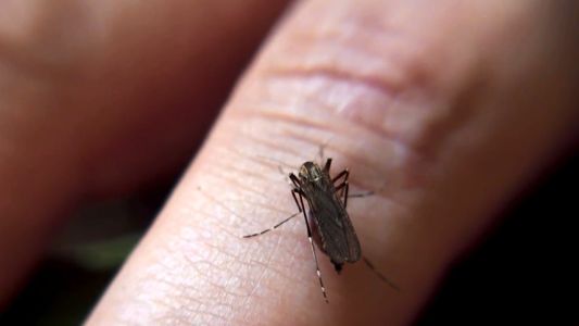 Santa Fe confirmó 4.147 casos de dengue