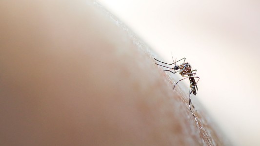 Confirman 1102 casos de dengue en Rosario