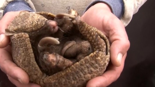 Apareció una pequeña mulita en pleno barrio La Cerámica