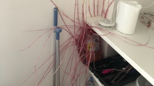 Volvió a su departamento después de tres meses confinada y encontró una ¿"extraña criatura"?