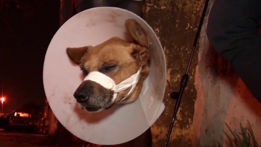 Una muy buena: Paco, el perro que defendió a su familia de un robo, se recupera en casa