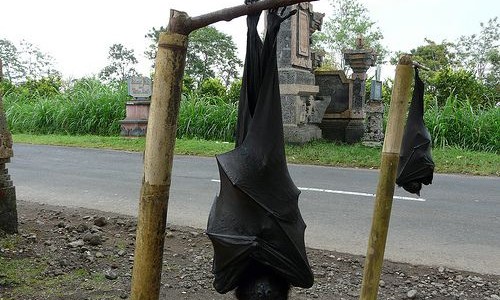 Viral de terror: la foto de un murciélago del tamaño de un ser humano