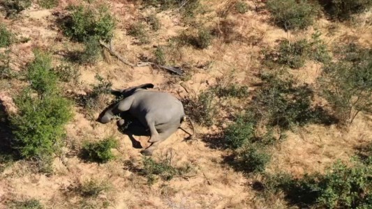 La misteriosa muerte de 360 elefantes en un parque nacional africano