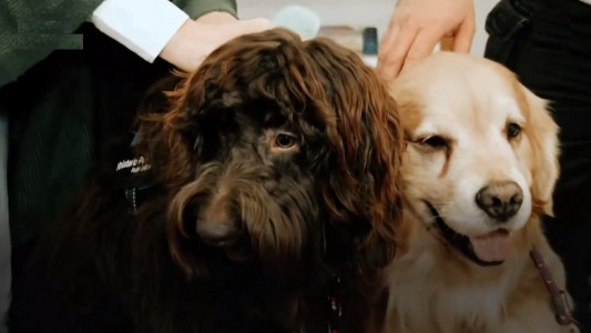 Brownie y Titán: los perros que acompañan a los chicos que declaran en cámara Gesell