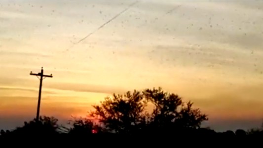 Manga de langostas ingresó a Entre Ríos y alerta a productores