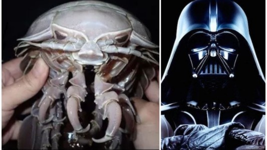 "Darth Vader", la supercucaracha marina